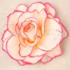 New Ravishing Rose Haarclip In Roze Vrouwen Haaraccessoires